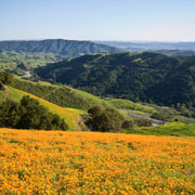 Central Coast Stock Photography - Cuesta Grade Poppies - Studio 101 West Stock Photography