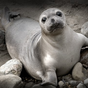 San Simeon, CA Stock Photography - Elephant Seal Photography - Studio 101 West Stock Photography